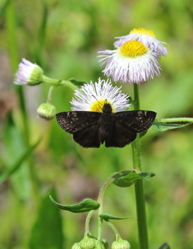 Wild Indigo Duskywing